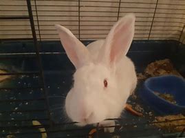 Image result for Bunny Poo
