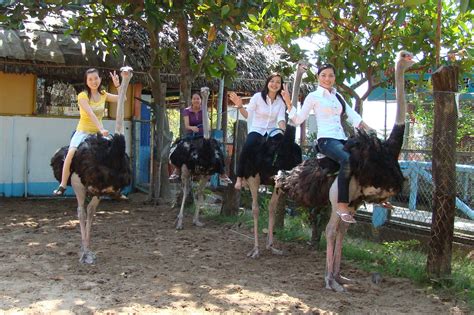 Elephant and Ostriches Ride in Dalat