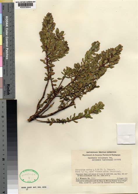 Baccharis tricuneata f. callaensis Cuatrec. | Plants of the World ...