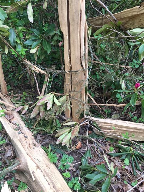 Exploding Trees Video 的图像结果