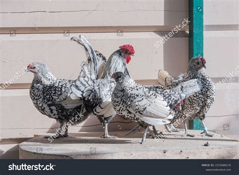 Silver Sebright Domestic Chicken Hens Cockerel Stock Photo 2152686135 ...