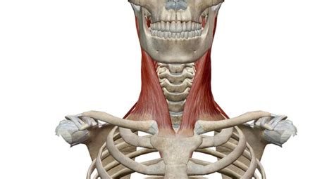 Image result for Contralateral Lateral Flexion