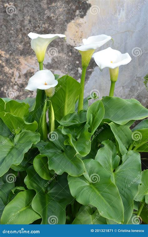 Beautiful Fresh White Flowers and Green Leaves of Zantedeschia Plant ...