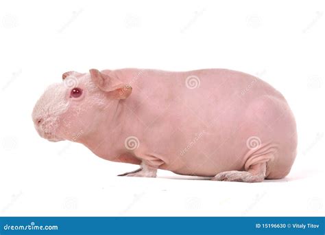 Red-Eyed Skinny Guinea Pig stock photo. Image of bald - 15196630