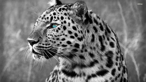 Image result for Pop Method in List Python