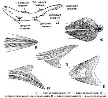 Парные и непарные плавники рыбы. Строение и функции плавников