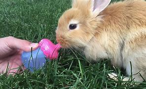 Image result for The Cutest Animal Bunnies