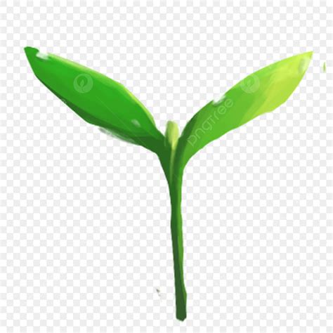 Image result for Sapling Transparent