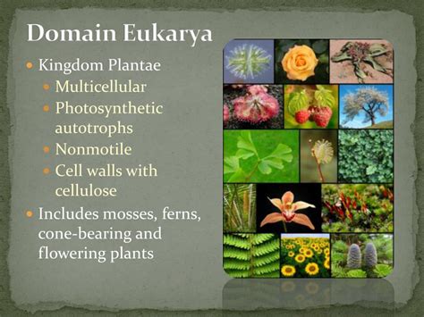 Classification Systems 的图像结果