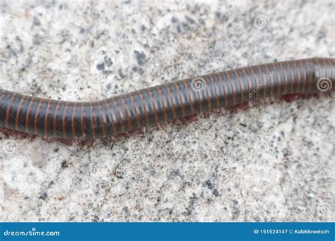 Narceus Americanus is a Large Millipede of Eastern North America ...