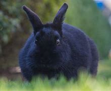 Image result for Blackand Gray Bunnies
