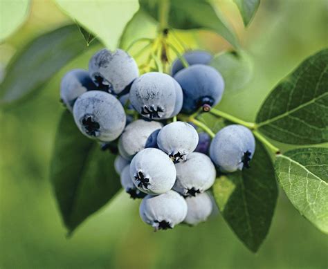 BLUEBERRIES SEASON BY SEASON | Kitchen Garden - gardening - Read this story on Magzter.com