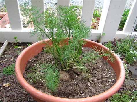 Why Is My Dill Plant Not Growing at Claudia Aunger blog