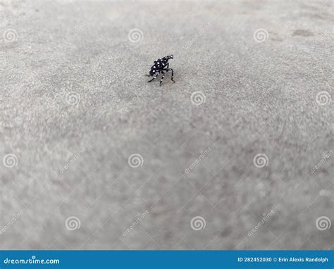 Lantern Fly Nymph 的图像结果