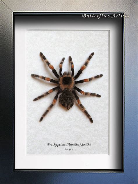 Tiêu Bản Nhện Tarantula Chân Hồng (Brachypelma smithi)