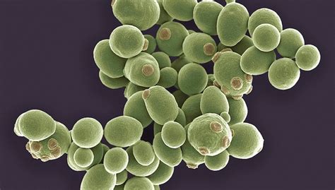 复旦大学细菌和酵母菌的菌落