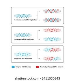 Models for DNA Replication 的图像结果