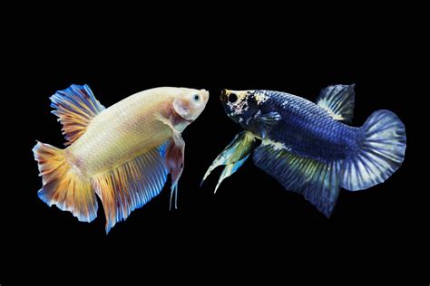 The Intricate Dance of Betta Fish: Secrets to Their Mating Rituals and ...