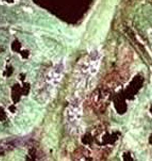 TNAU Agritech Portal :: Crop Protection
