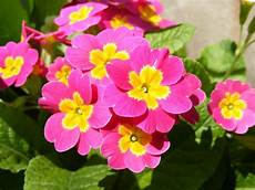 fiore flowers flower 2 primrose fiore flowers flower 2 primrose