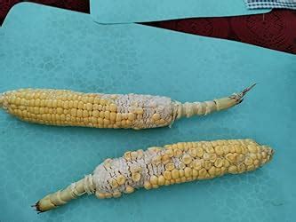 Fresh Sweet Corn - American, 2 Pieces Pack : Amazon.in: Grocery ...