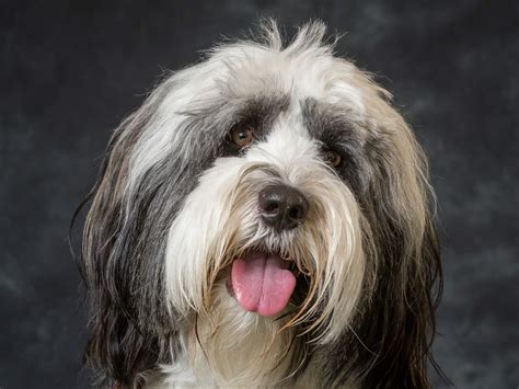 Tibetan Terrier