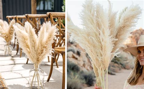 Xtore Dried 4 Pcs Off- White Pampas Grass for Home Decoration (Pack of ...
