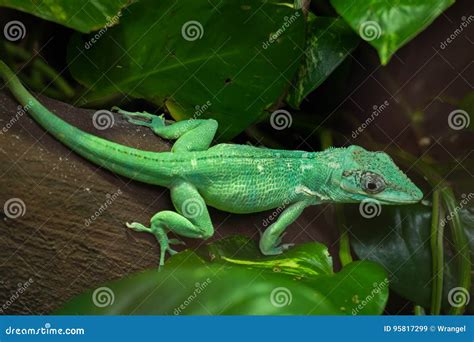 The Knight Anole Anolis Equestris Is The Largest Species Of Anole Also ...