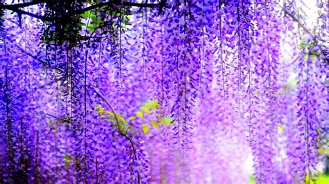 Purple Flowers wallpaper | 1920x1080 | #38151