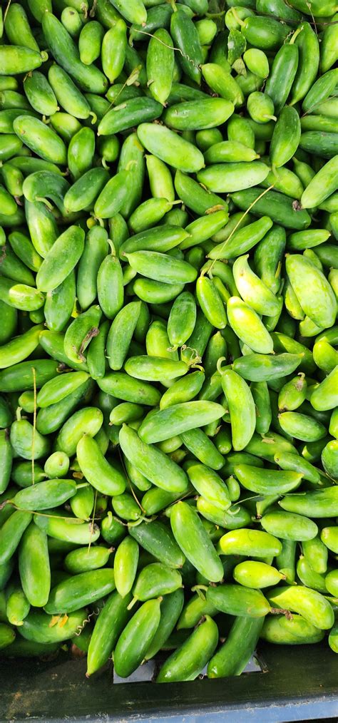 Donda/ Ivy Gourd – Farm Aahaara Vanam