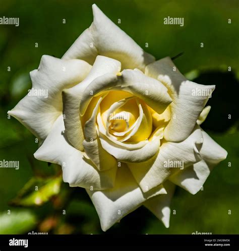 Berkeley rose gardens hi-res stock photography and images - Alamy