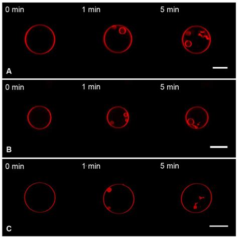 Influenza A Virus M1 Protein Non-Specifically Deforms Charged Lipid ...