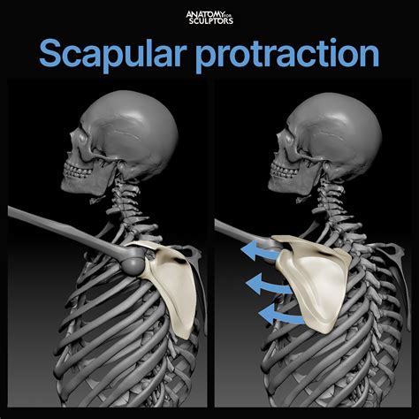 anatomy-for-sculptors-scapula-protraction-2.jpg (1920×1920)-花瓣网