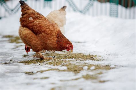 Winterizing Chicken Coops - Backyard Poultry