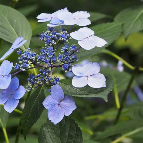 How to Care for Bigleaf Hydrangea Plants | Plantly