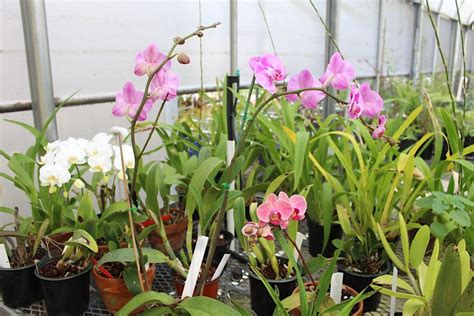 Orchid Care Academy III: Potting & Propagation, UF/IFAS Manatee County ...