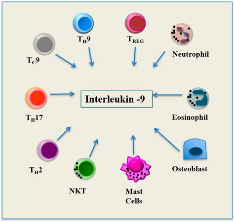 An Update on Interleukin-9: From Its Cellular Source and Signal ...