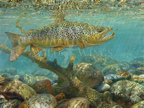 Delusion—Brown Trout | Brown trout, Trout art, Fly fishing art
