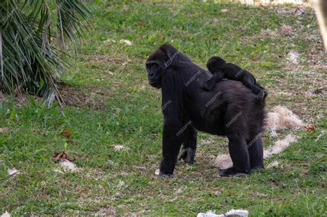 Premium Photo | Gorillas are herbivorous primates that inhabit the ...