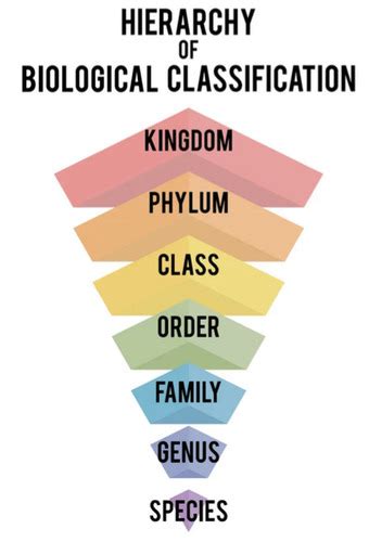 Image result for Taxonomy Code for LMSW