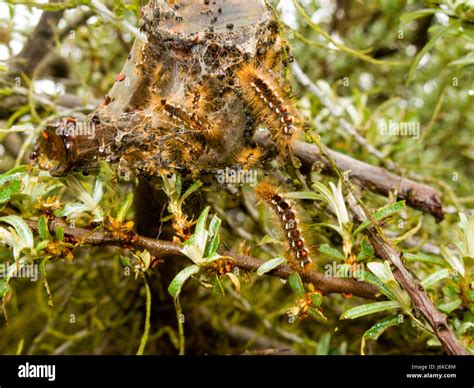 Brown Tailed Moth caterpillars Stock Photo - Alamy