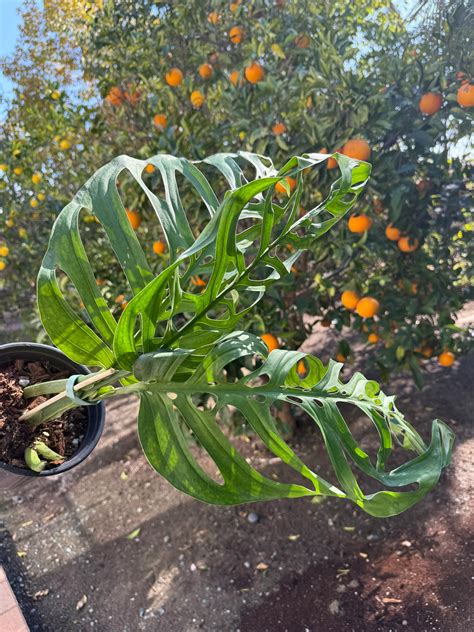Rare Monstera Deliciosa Mint Variegated Houseplant Guide – Plant Vault