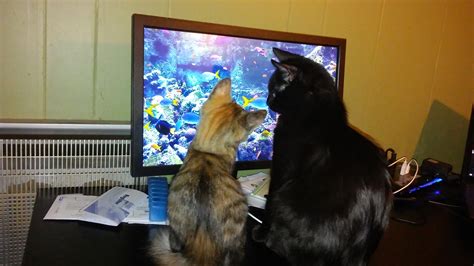 Do Your Cats Watch Tv? | TheCatSite