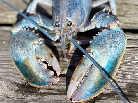 Blue Lobsters Pregnant