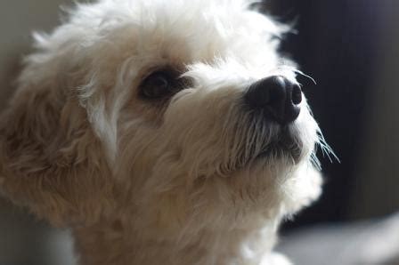 Cockapoo Rescue London