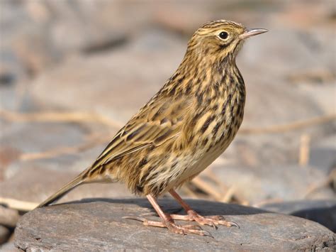 South Georgia Pipit - eBird