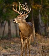Image result for Buck