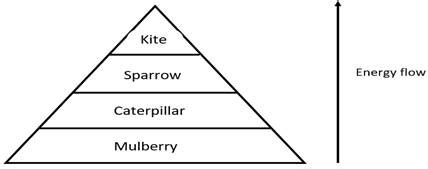 Study the food chain below, correct it and convert it into a pyramid of ...