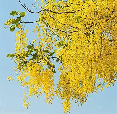 M-Tech Gardens Rare Cassia fistula (Golden Shower Tree) Kanikkonna ...