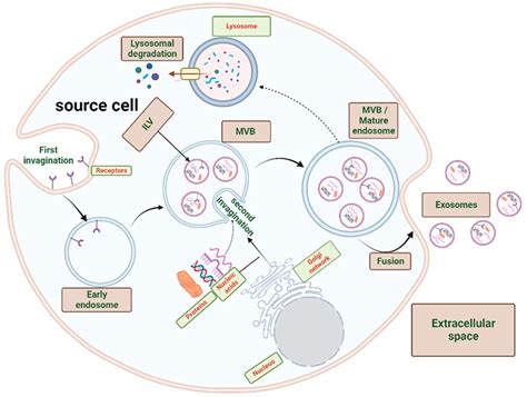 Exosomes Interactions with the Blood–Brain Barrier: Implications for ...